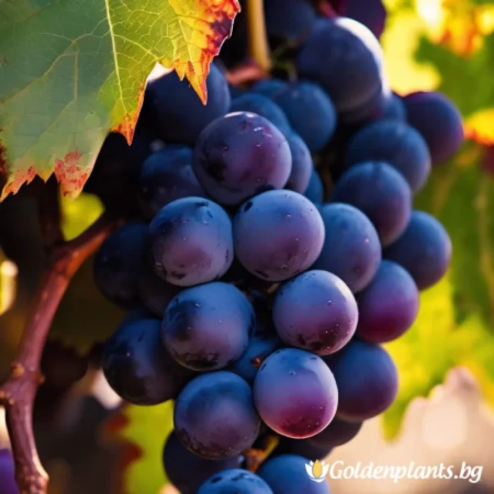 Лоза сорт Каберне Совиньон /Cabernet sauvignon/- ранно зреещ