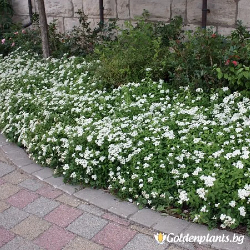 „Японика Албифлора“ – спирея