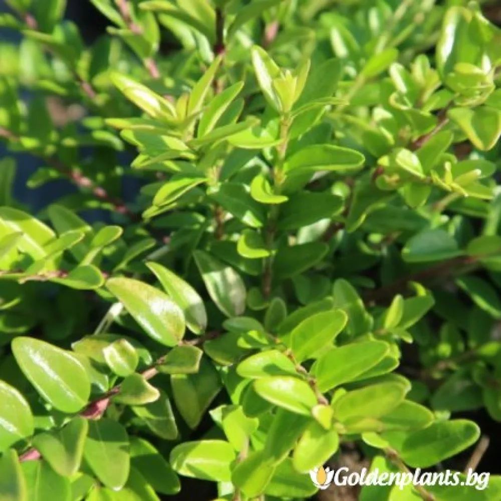 Лоницера нитида сорт „Мейгрин“