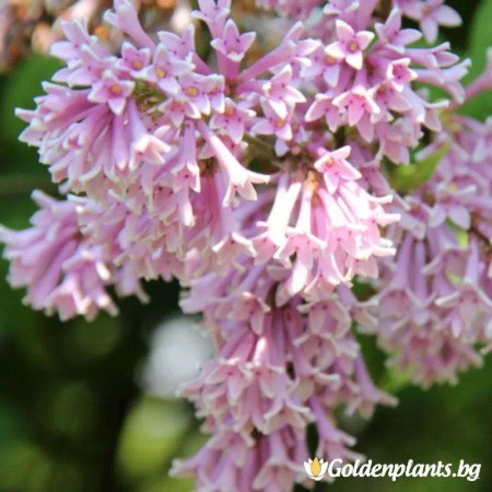 Унгарски люляк