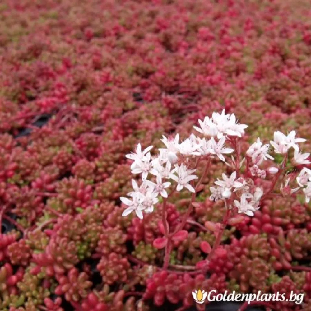 Седум „Коралов Килим“