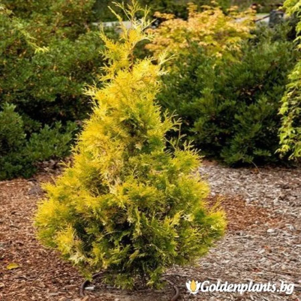 Западна туя Malonyana Aurea