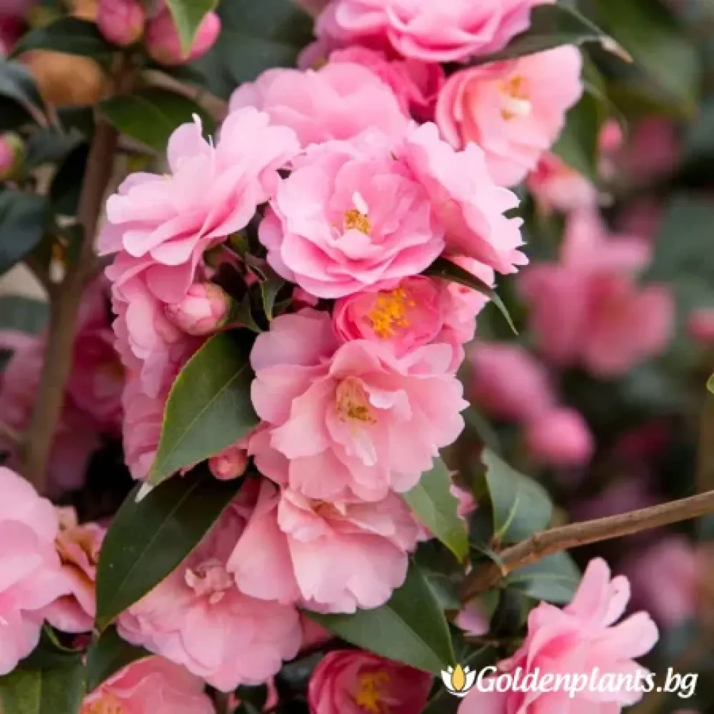 Камелия „Пролетен Фестивал“