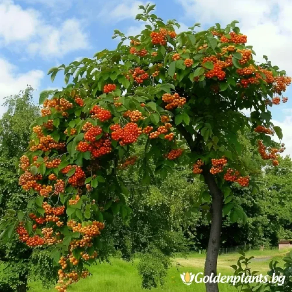 Плачеща Офика 140см