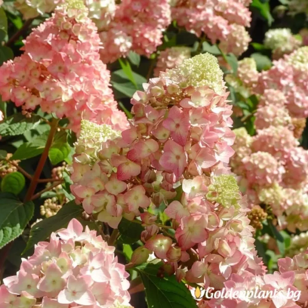 „Розова Дама“ – хортензия