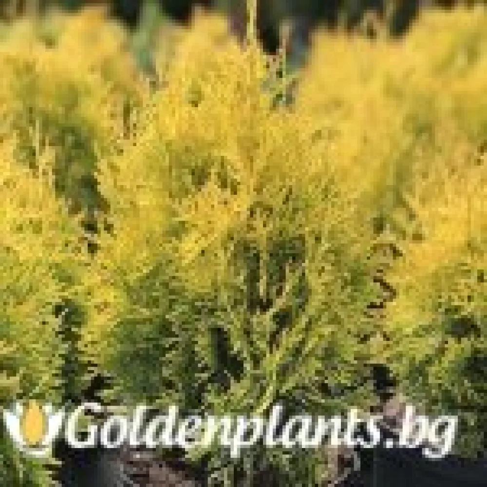Западна туя Malonyana Aurea