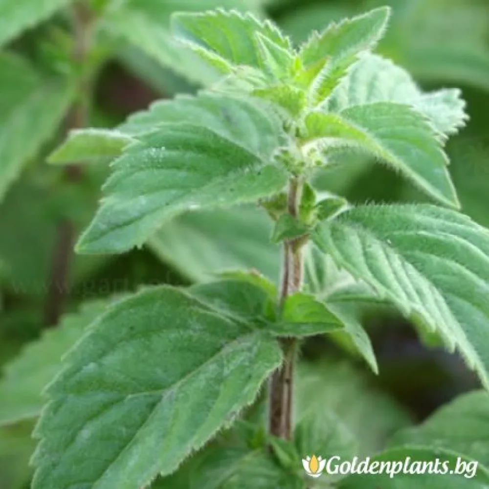 Мента Zitronen Mint