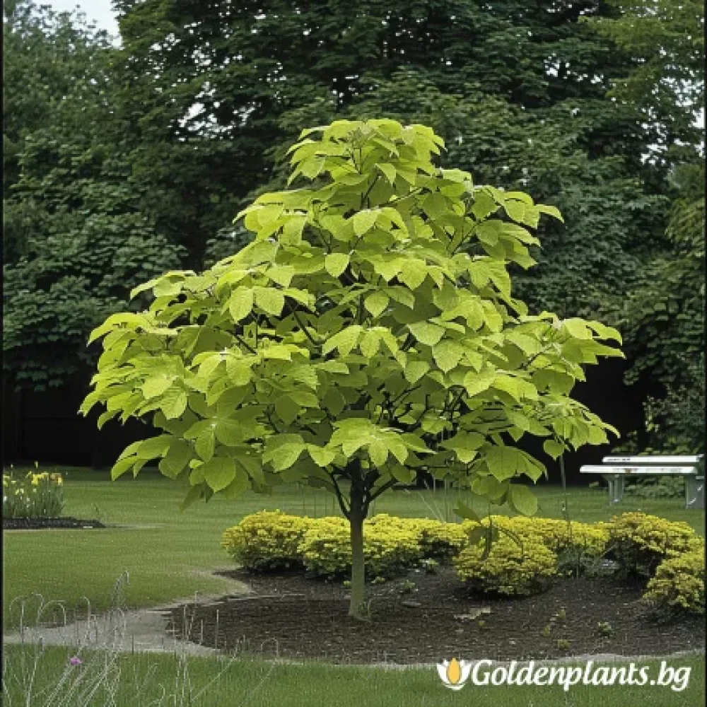 Каталпа Ауреа 120см