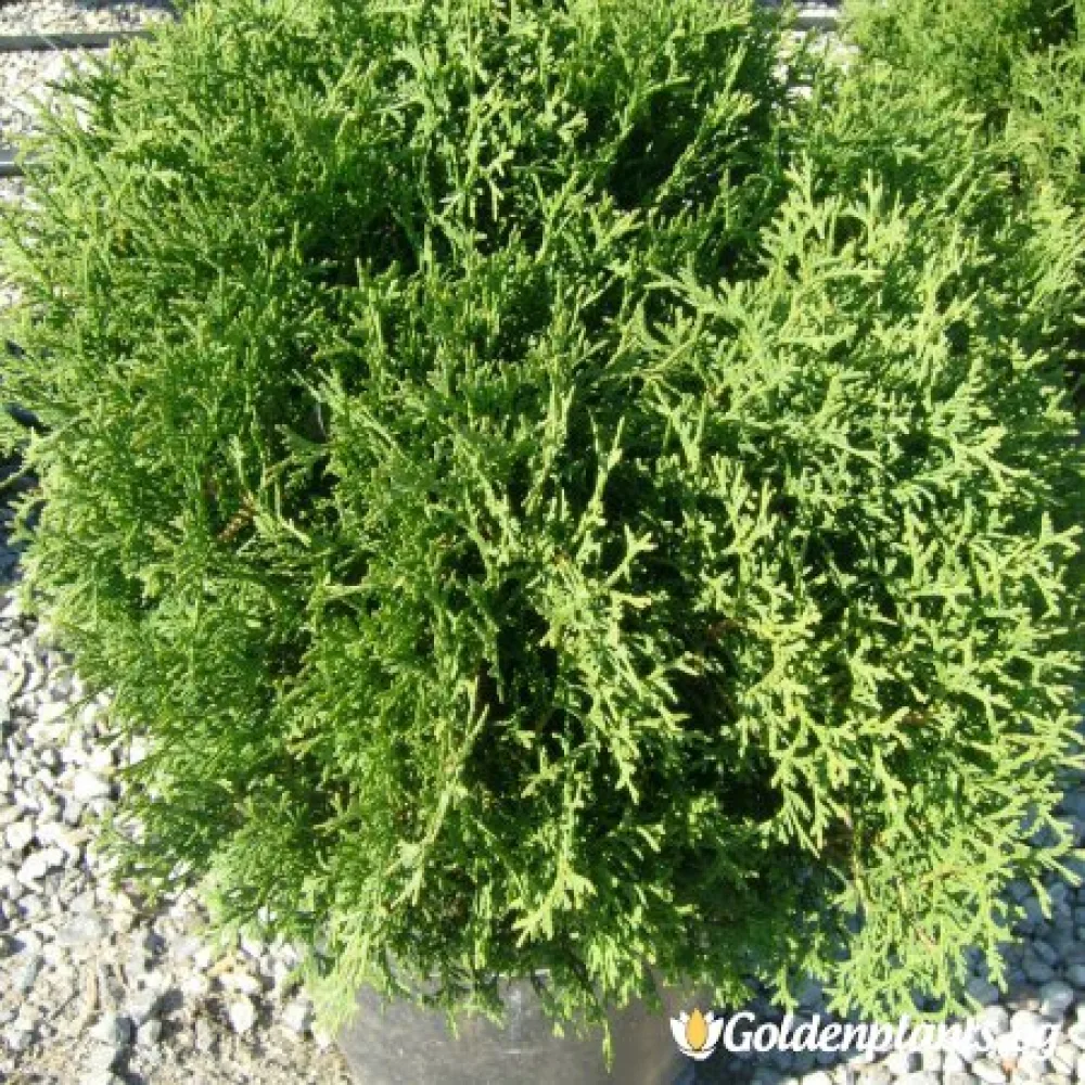 Туя Малкият Тим - 5-10 см.
