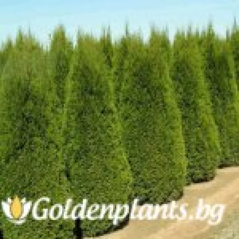 Западна туя Malonyana Aurea