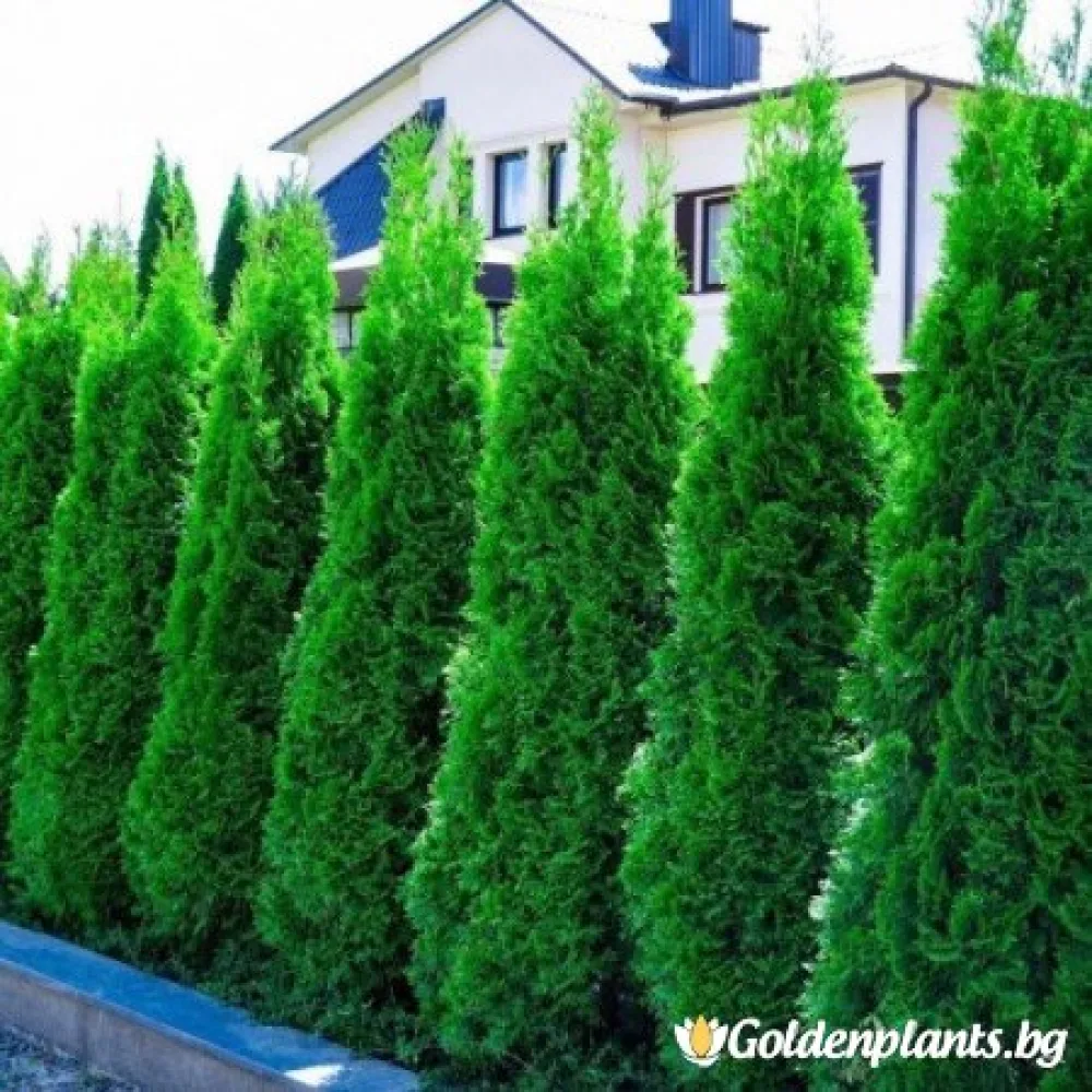 Туя смарагд 50-60см