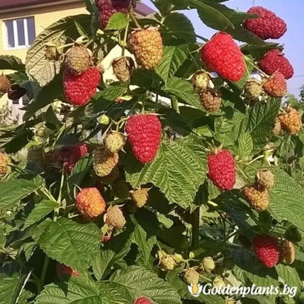 Малина Делнива