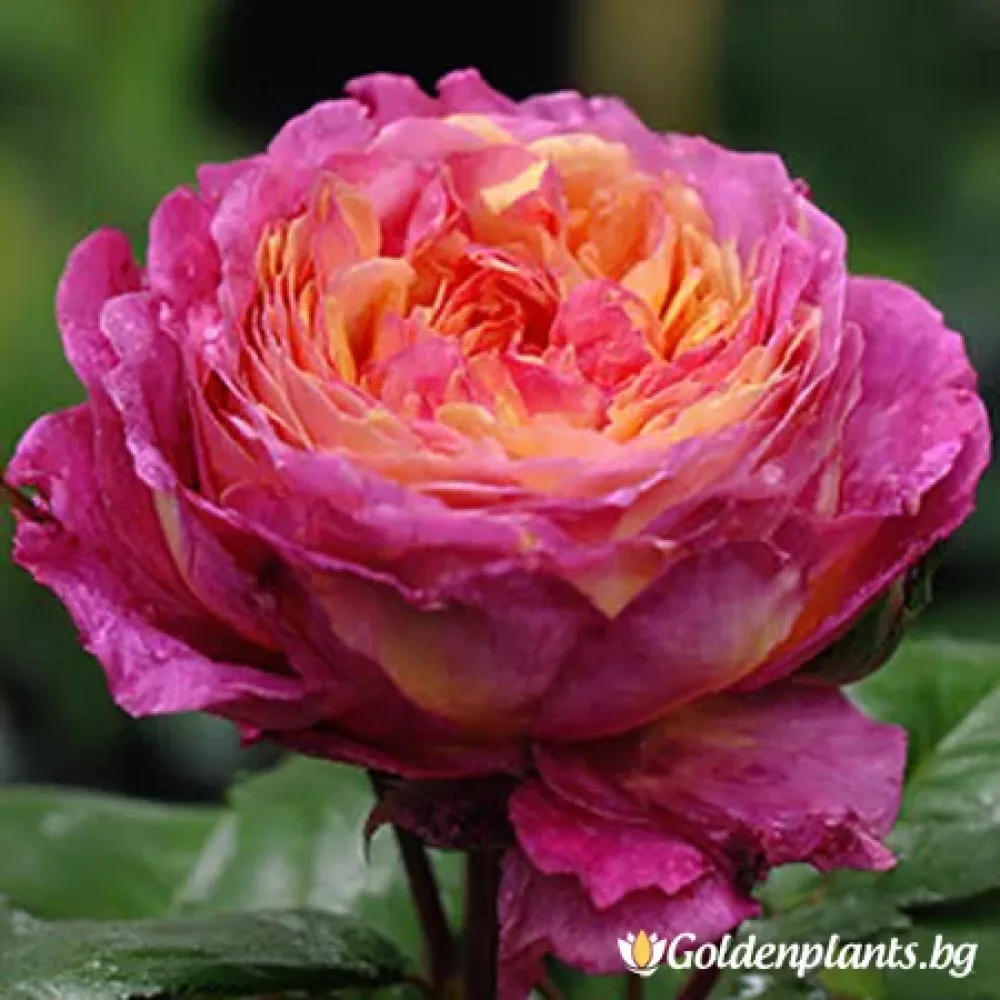 „Нежен Розов Флирт“ – роза, гол корен