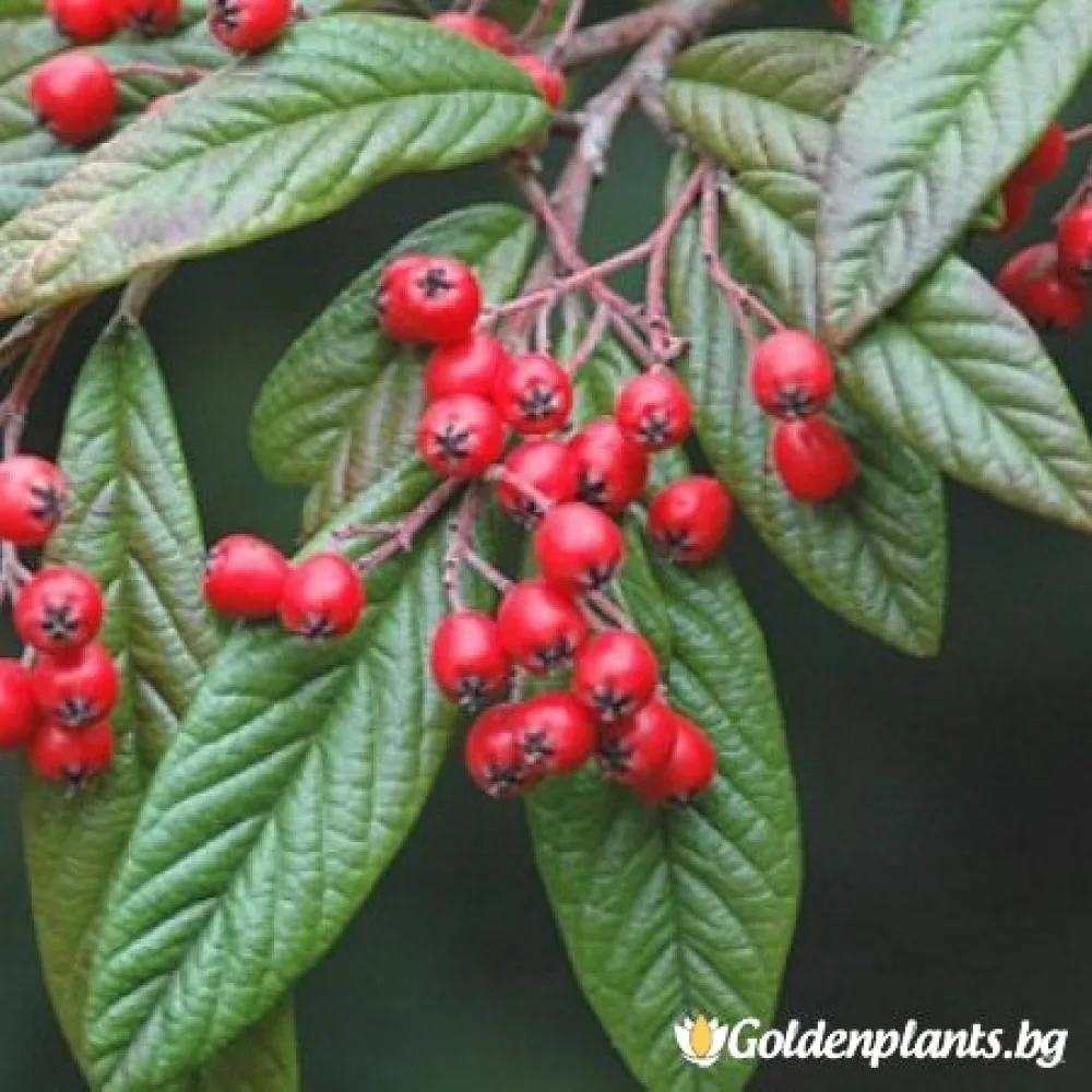 Котонеастър Salicifolia