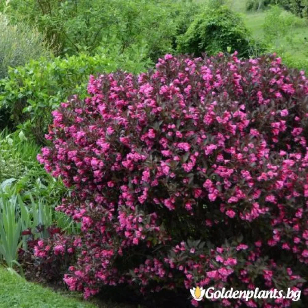 Вайгела florida Purpurea