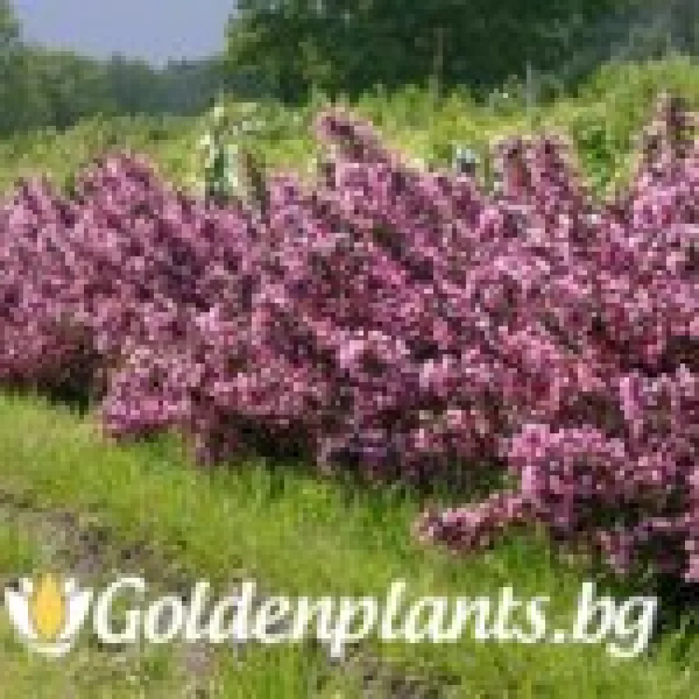 Вайгела florida Purpurea