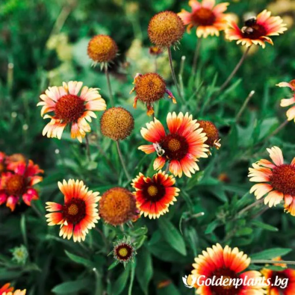 Гайлардия оранжева / Gaillardia