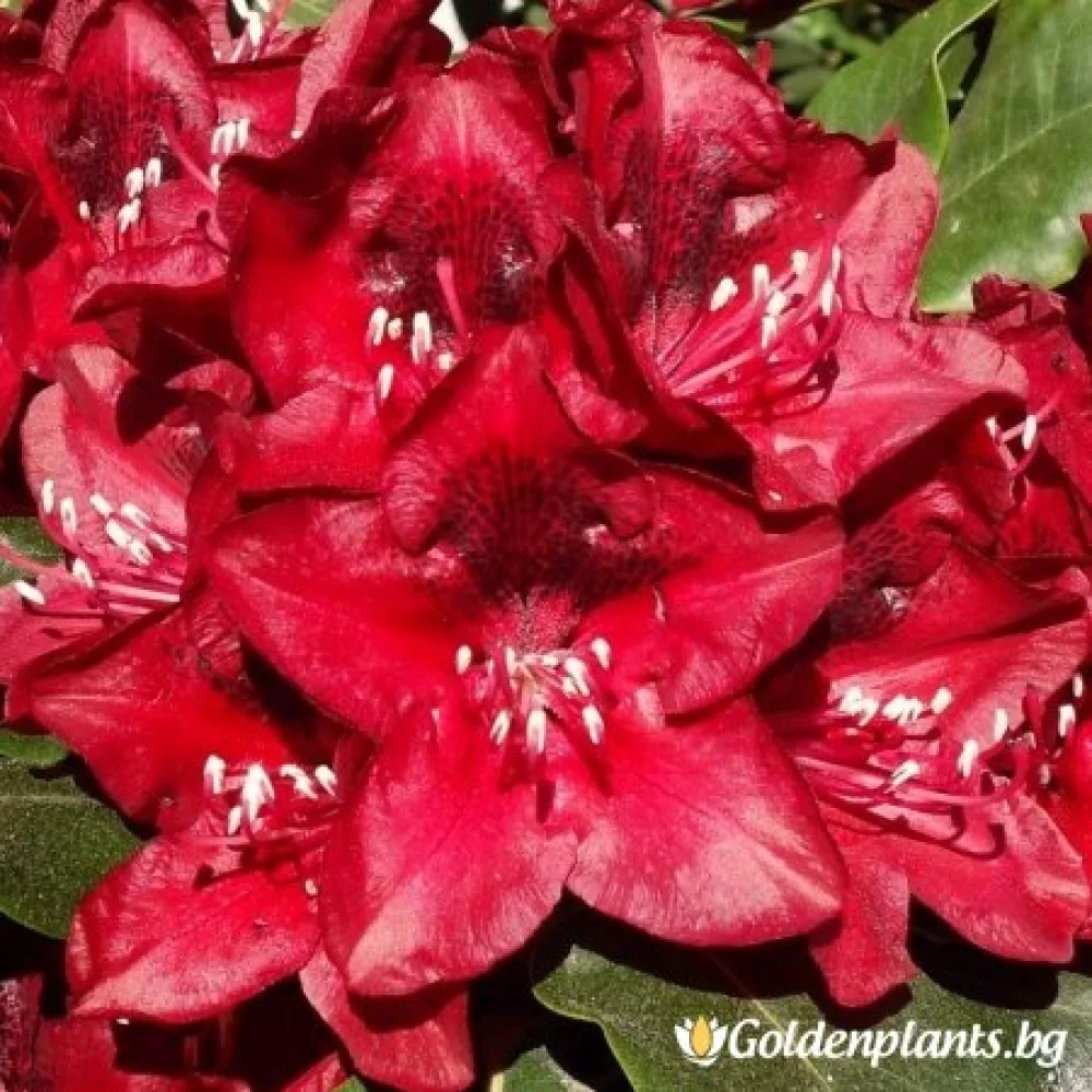 „Матадор“ – рододендрон