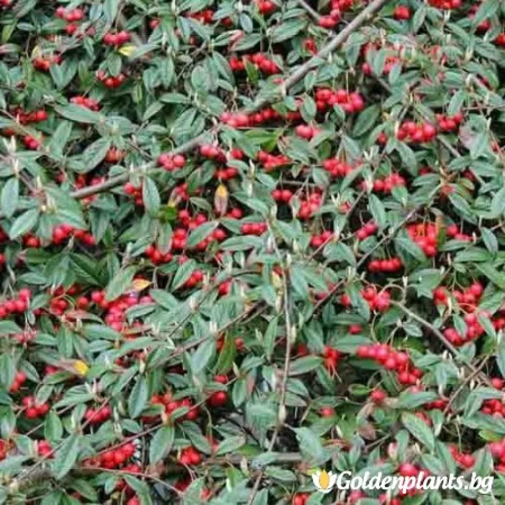 Котонеастър Salicifolia