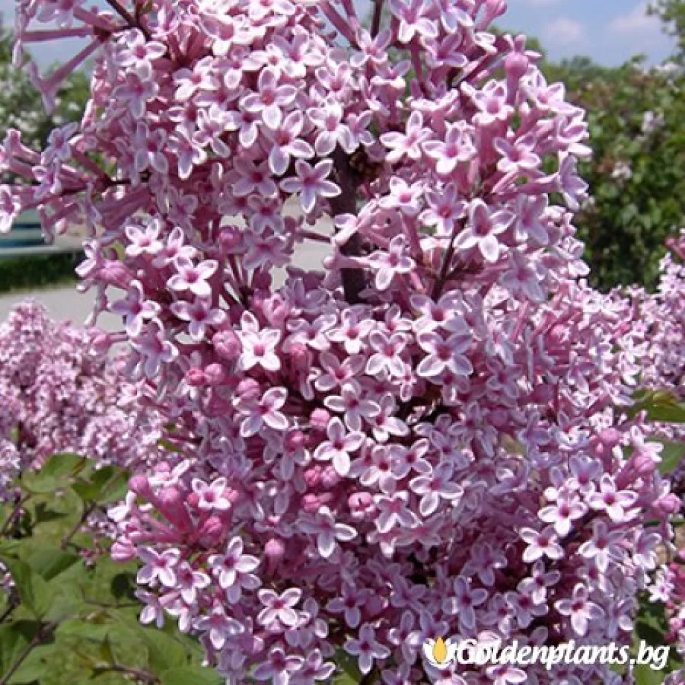 Люляк Josee