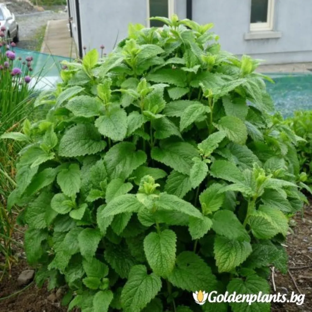 Маточина