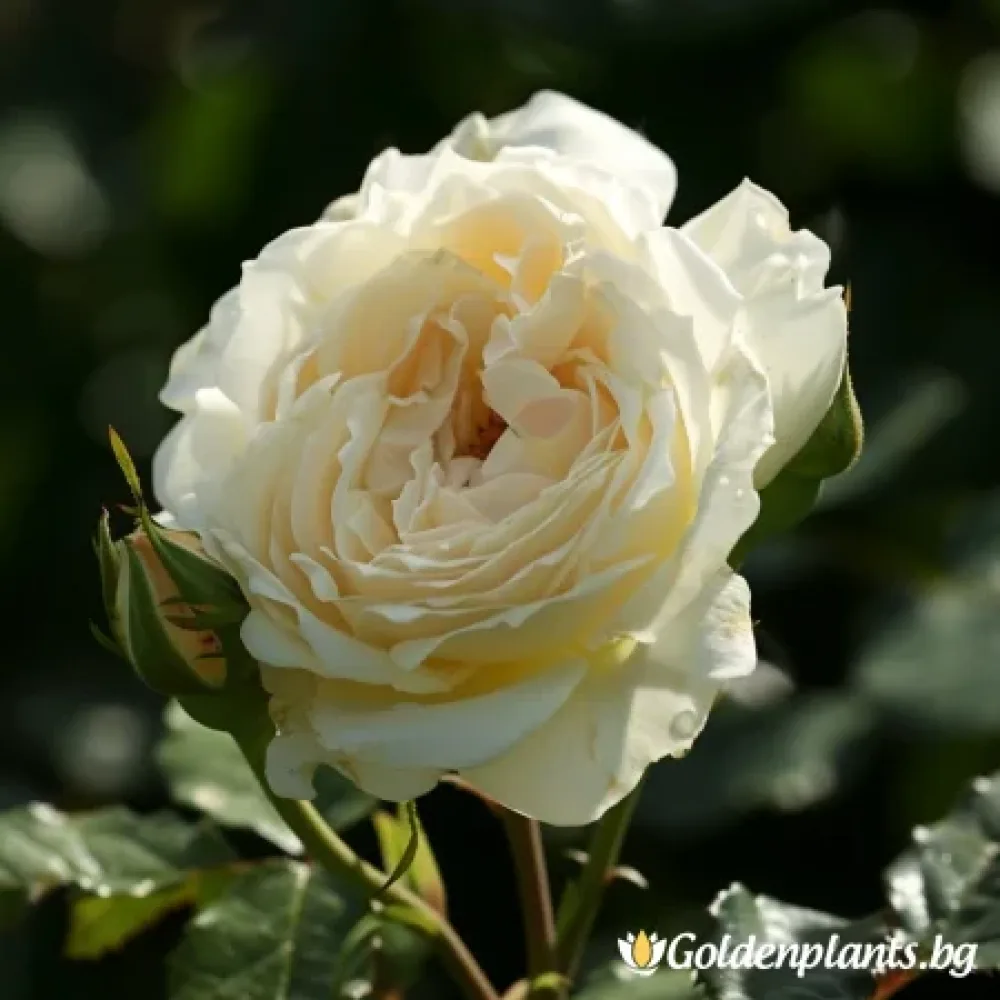Роза сорт „Ванилова Мечта“, гол корен