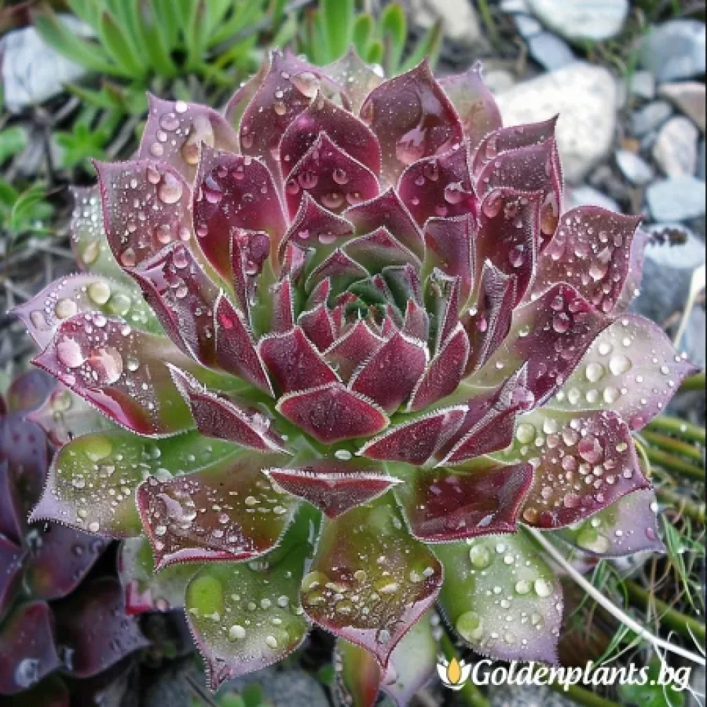Дебелец сорт „Калкареум“