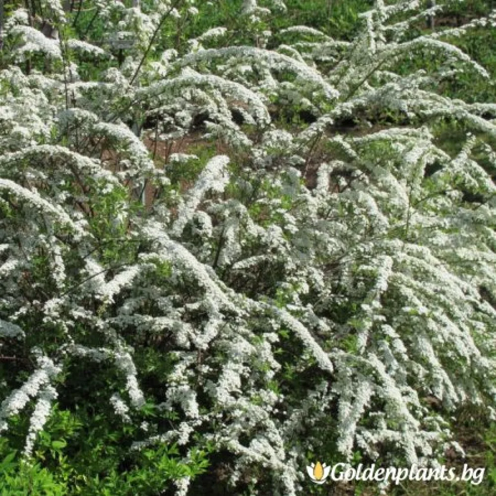 „Японика Грефшайм“ – спирея