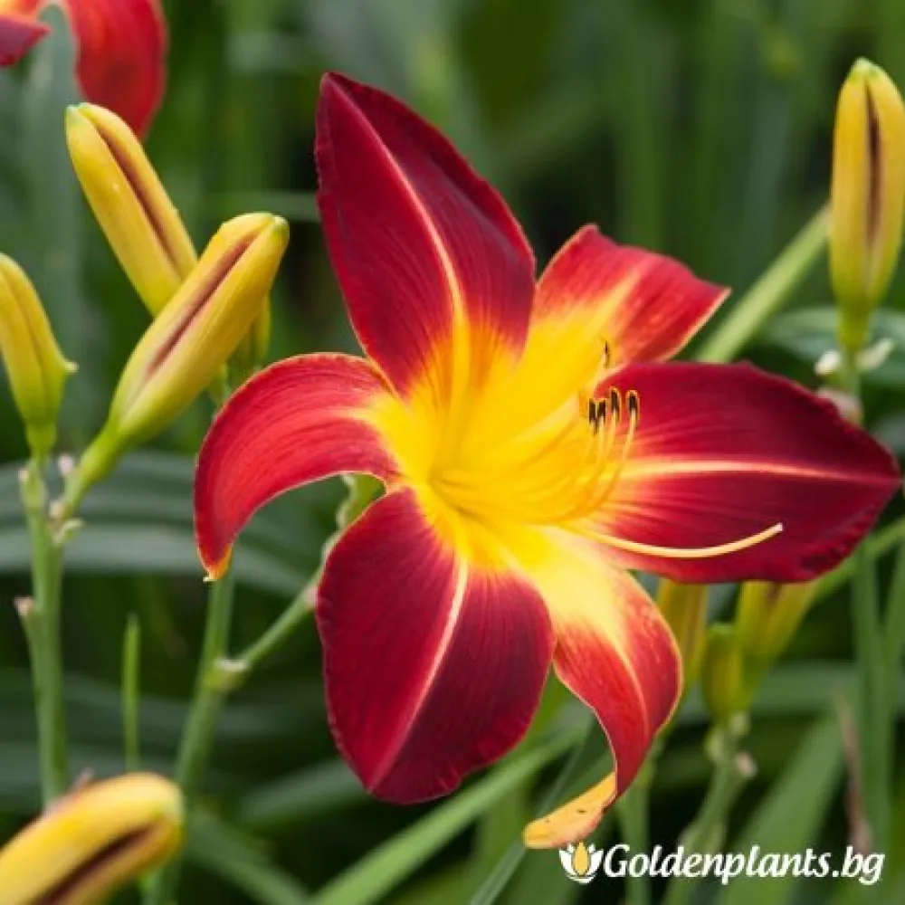 Хемерокалис /Hemerocallis