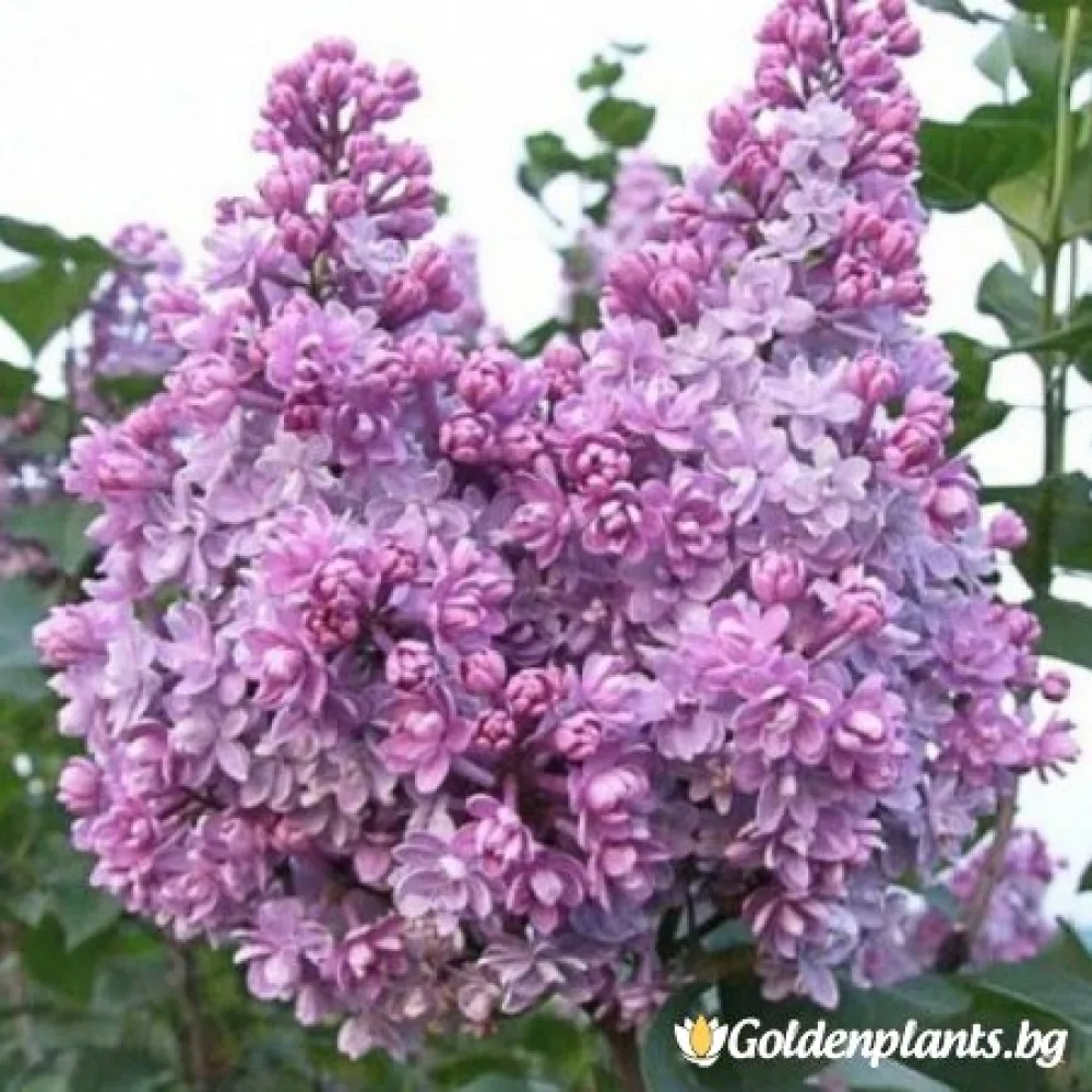 „Колхозница“ – люляк