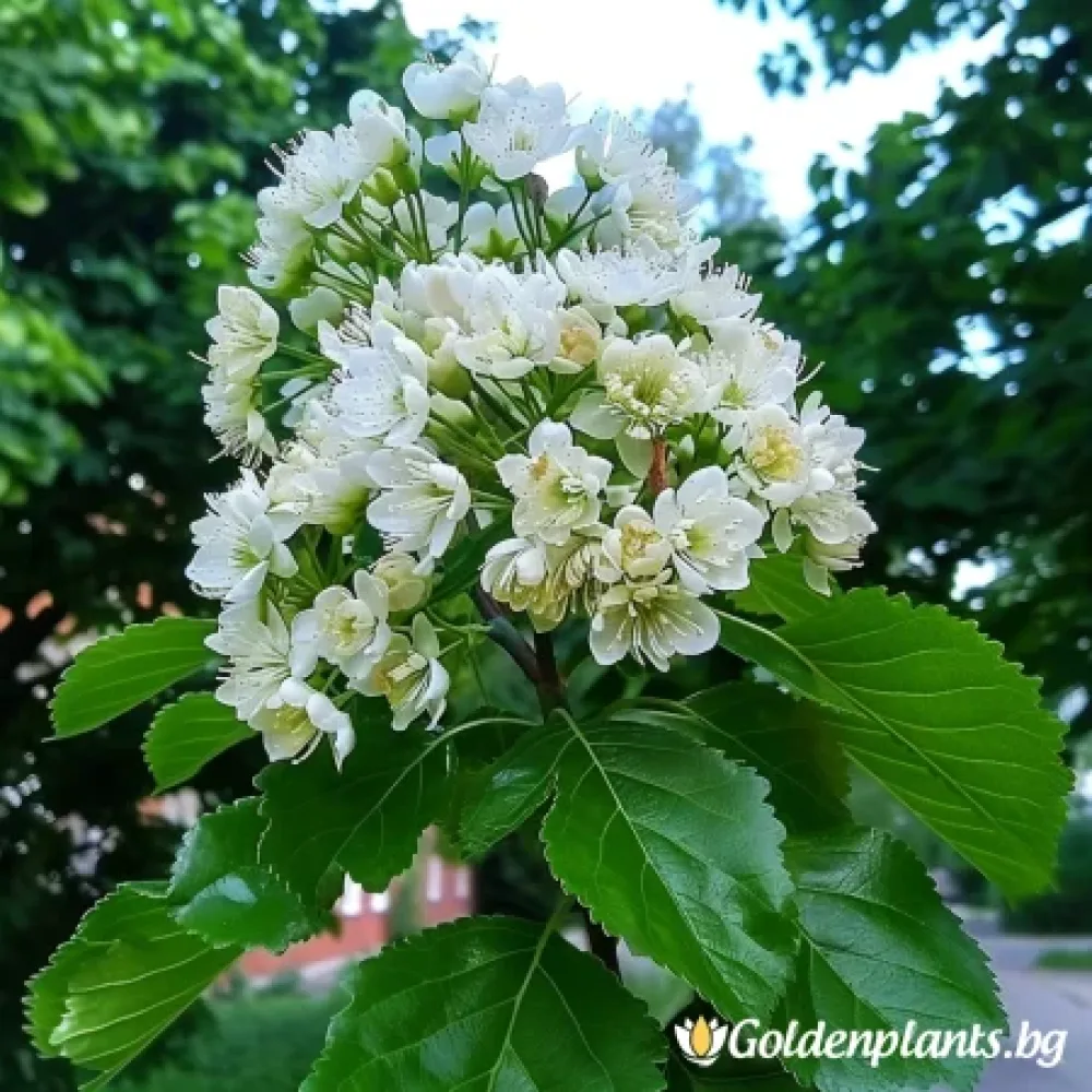 Офика Бяла 120см