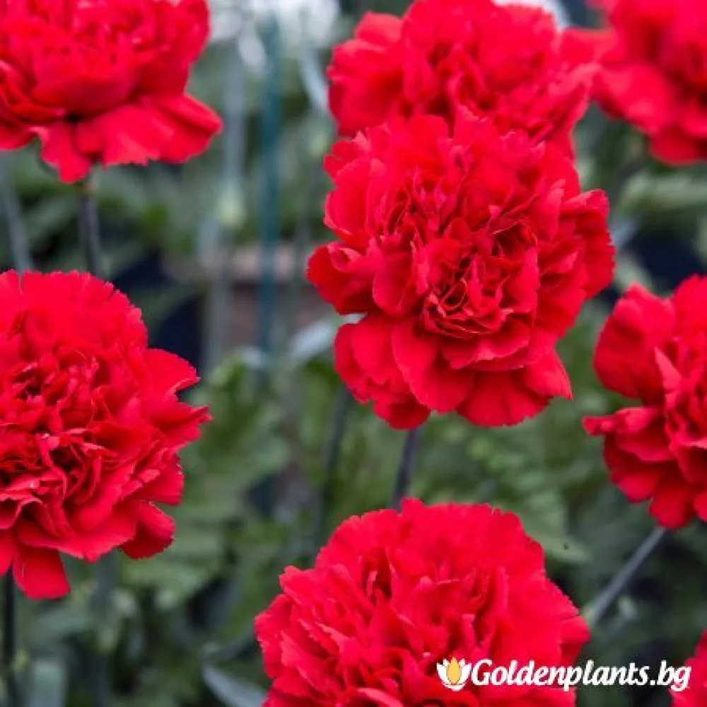 Карамфил червен