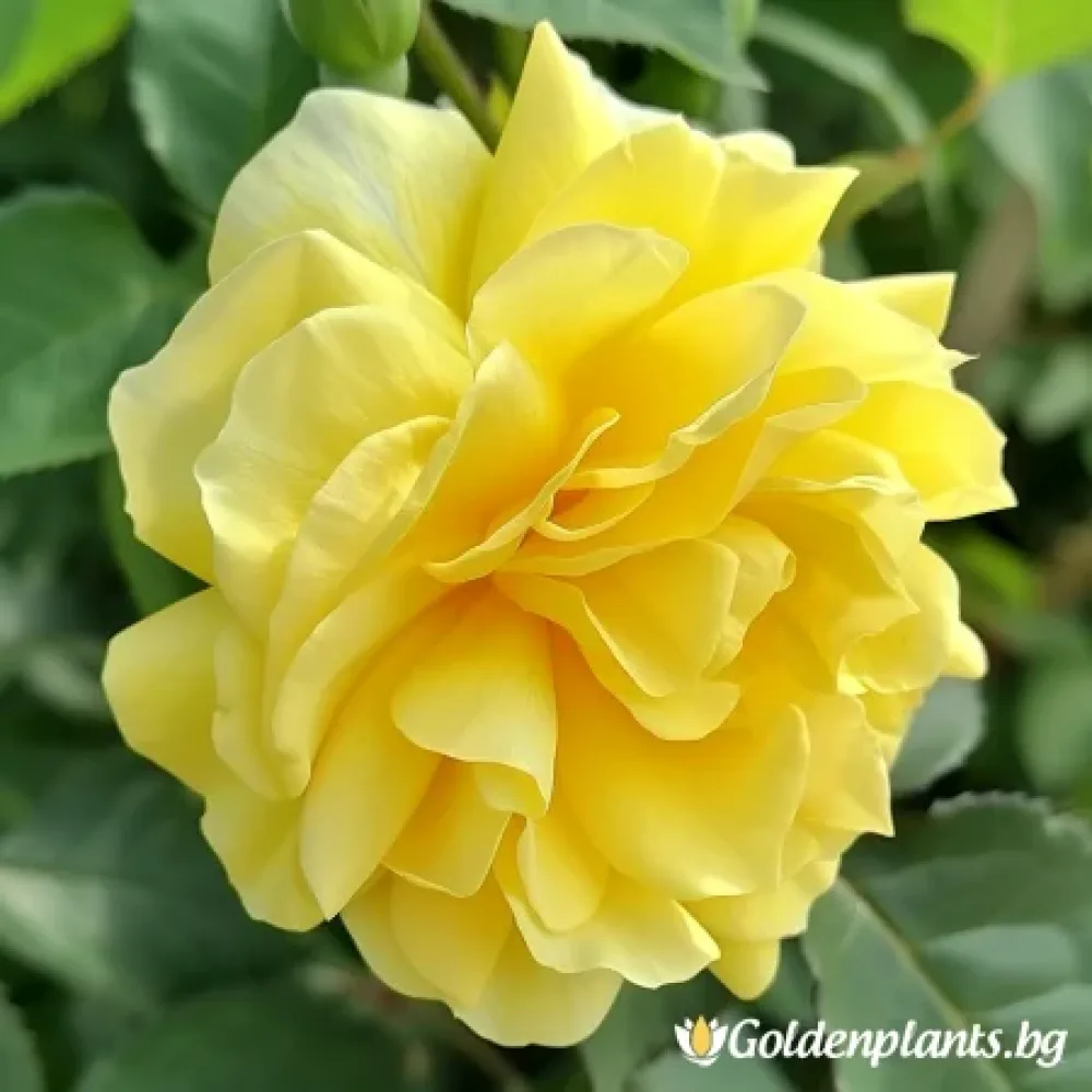 Роза сорт „Жълта Фантазия“, гол корен