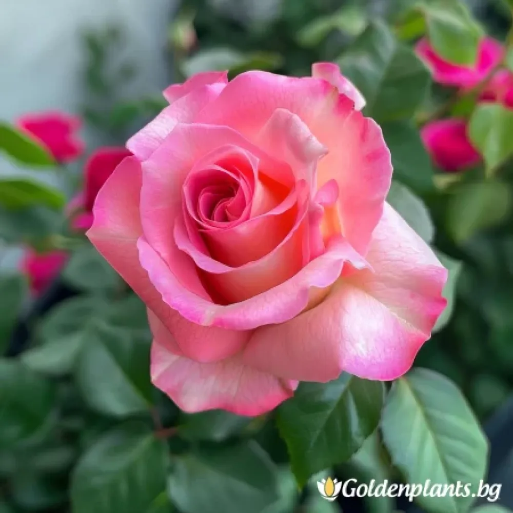 „Розова Снежинка“ – роза, гол корен