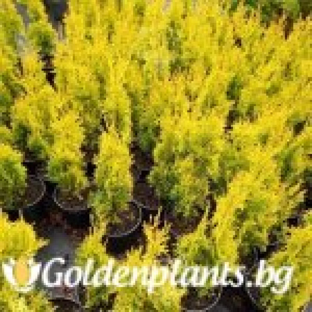 Западна туя Malonyana Aurea