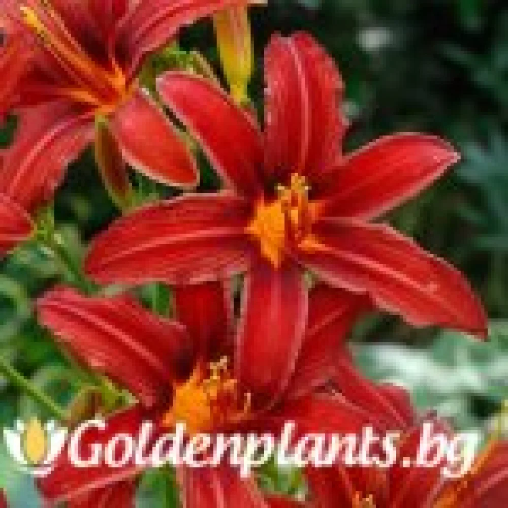 Хемерокалис Crimson Pirate