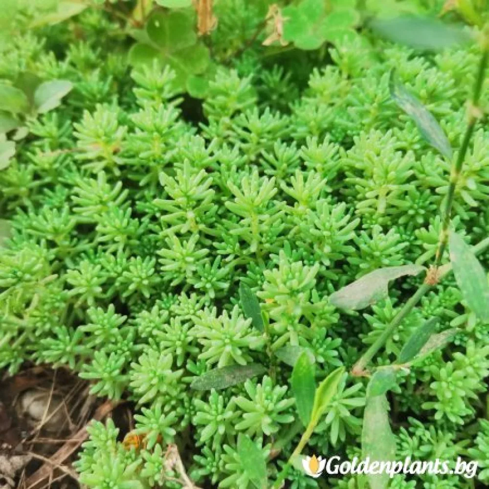 Седум green carpet зелен