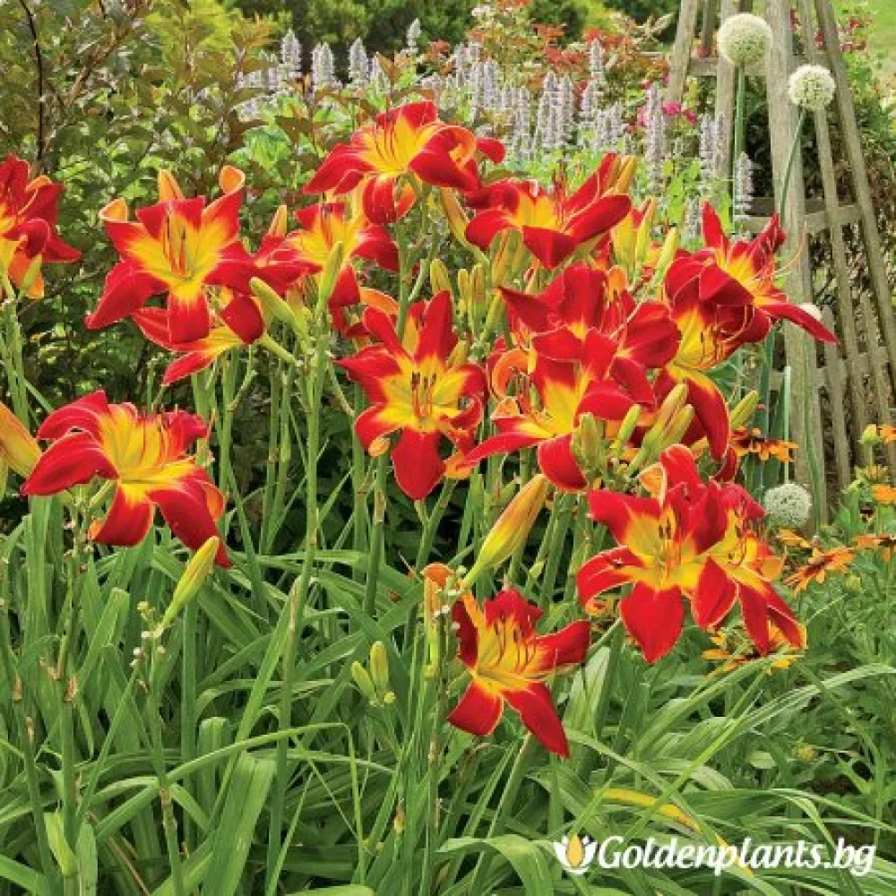 Хемерокалис /Hemerocallis