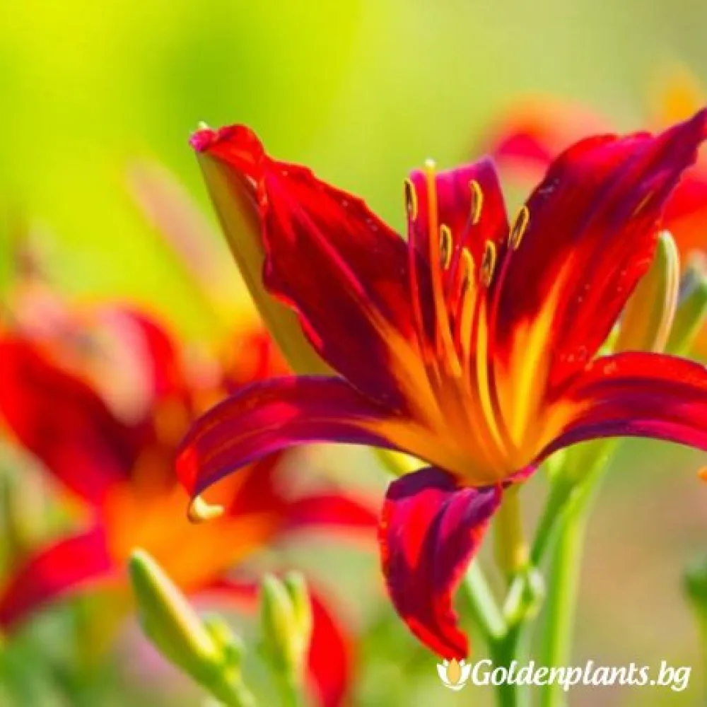 Хемерокалис /Hemerocallis