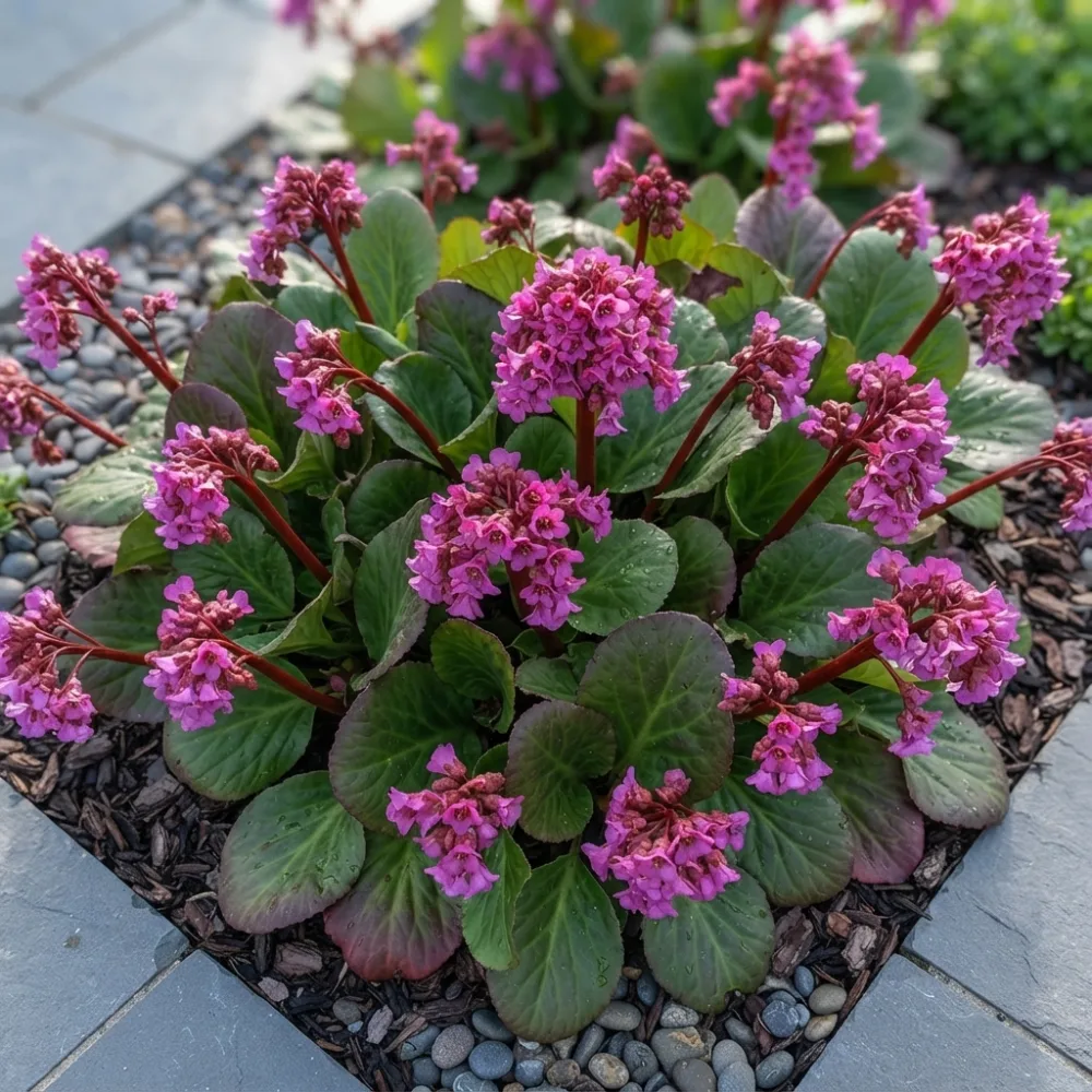 Бергения сорт „Абендглут“