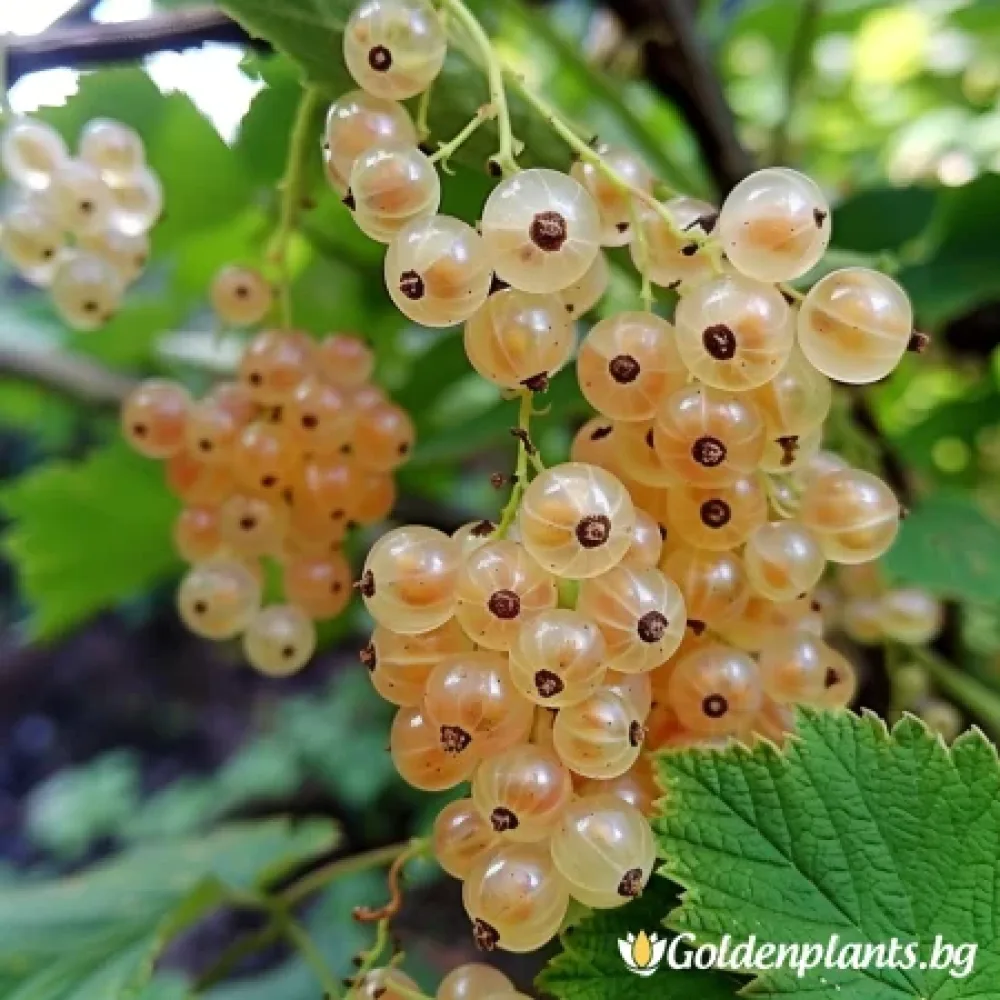 „Бял“ – касис