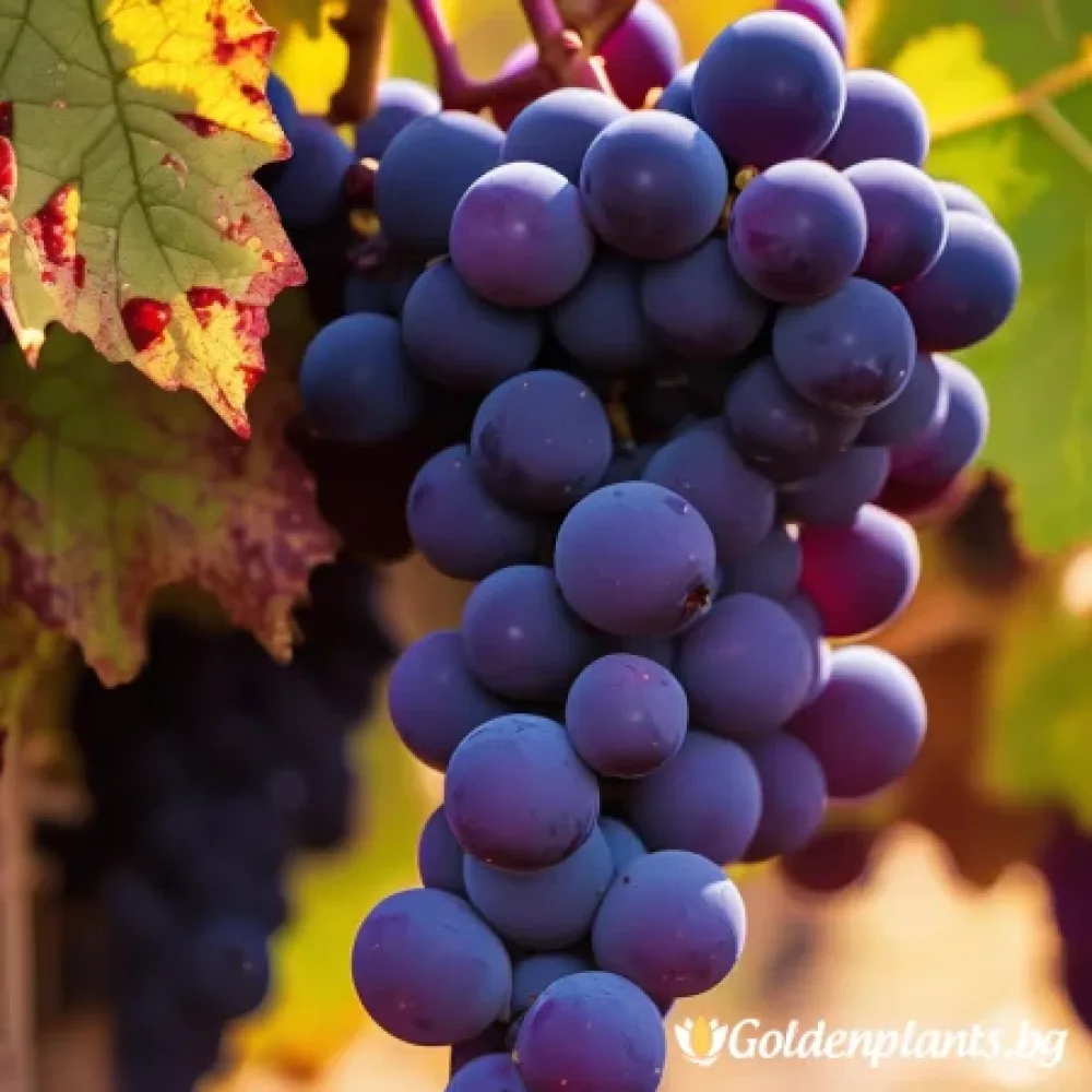 Лоза сорт Каберне Совиньон /Cabernet sauvignon/- ранно зреещ
