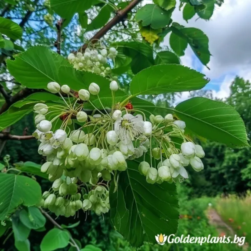 Офика Бяла 120см