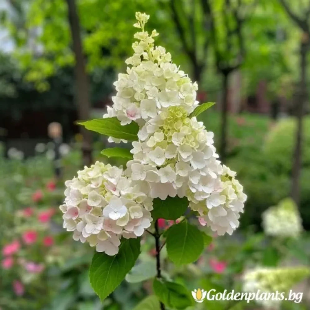 „Херкулес“ – хортензия