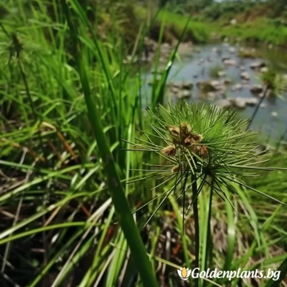 Морски Ситник