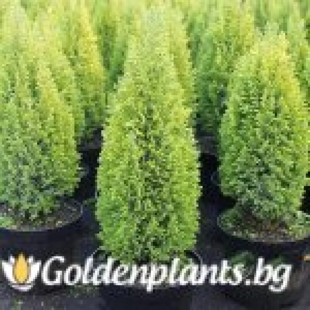 Лъжекипарис Ellwood and #039s Gold