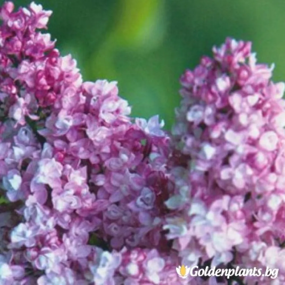 „Колхозница“ – люляк
