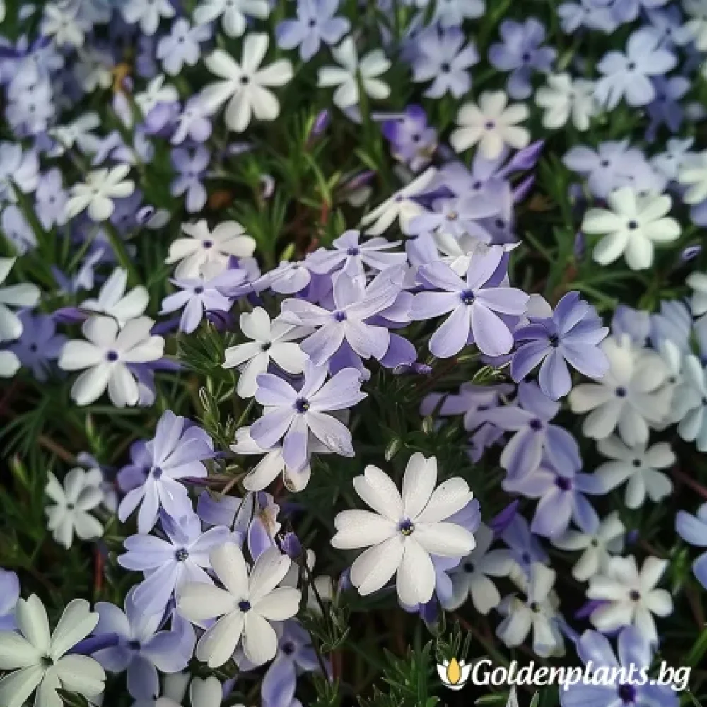 Флокс „Бавария“