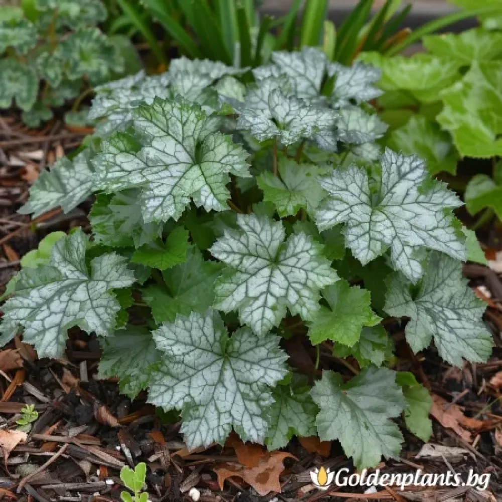 Хойхера, Коралова камбана Дейл