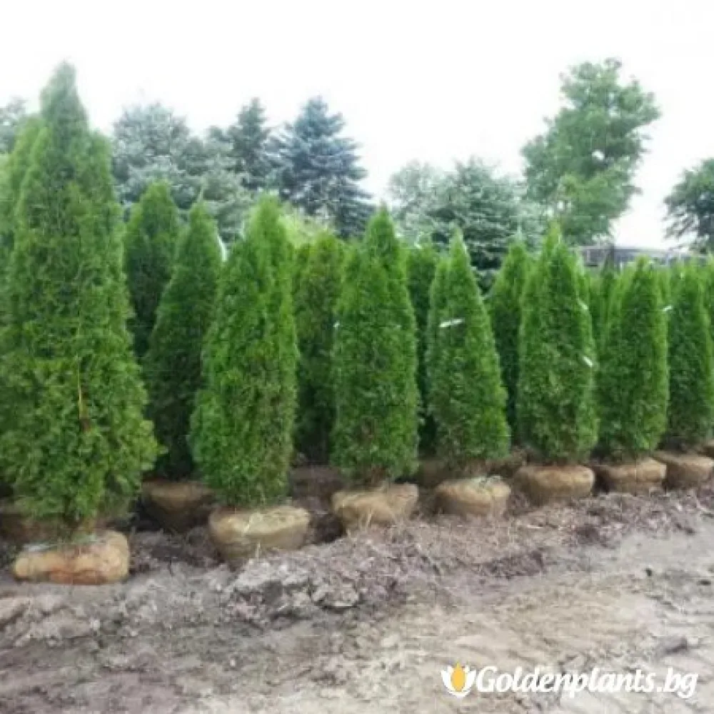 Западна туя malonyana 30-40см